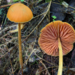 Photo of pink gills mushroom.