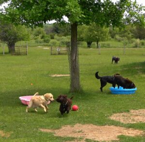 Several dogs playing outside