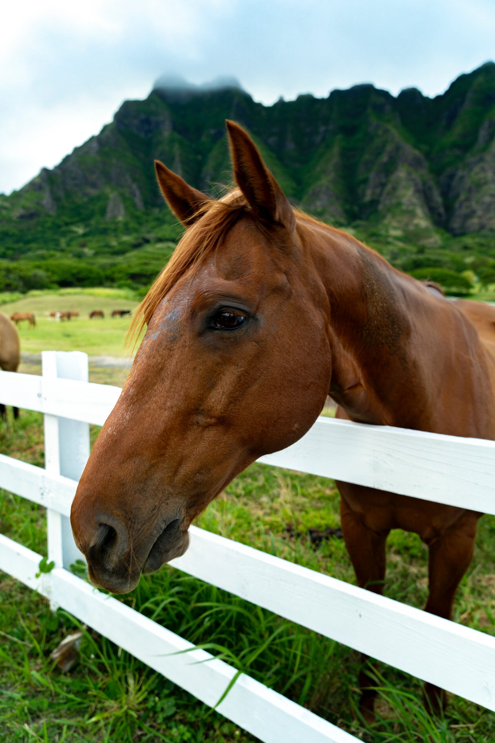Horse with head leaning over fence