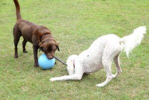 Two big dogs playing tug outside. One dog is play bowing.