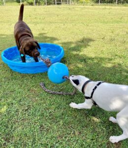 Two big dogs playing tug outsdie.