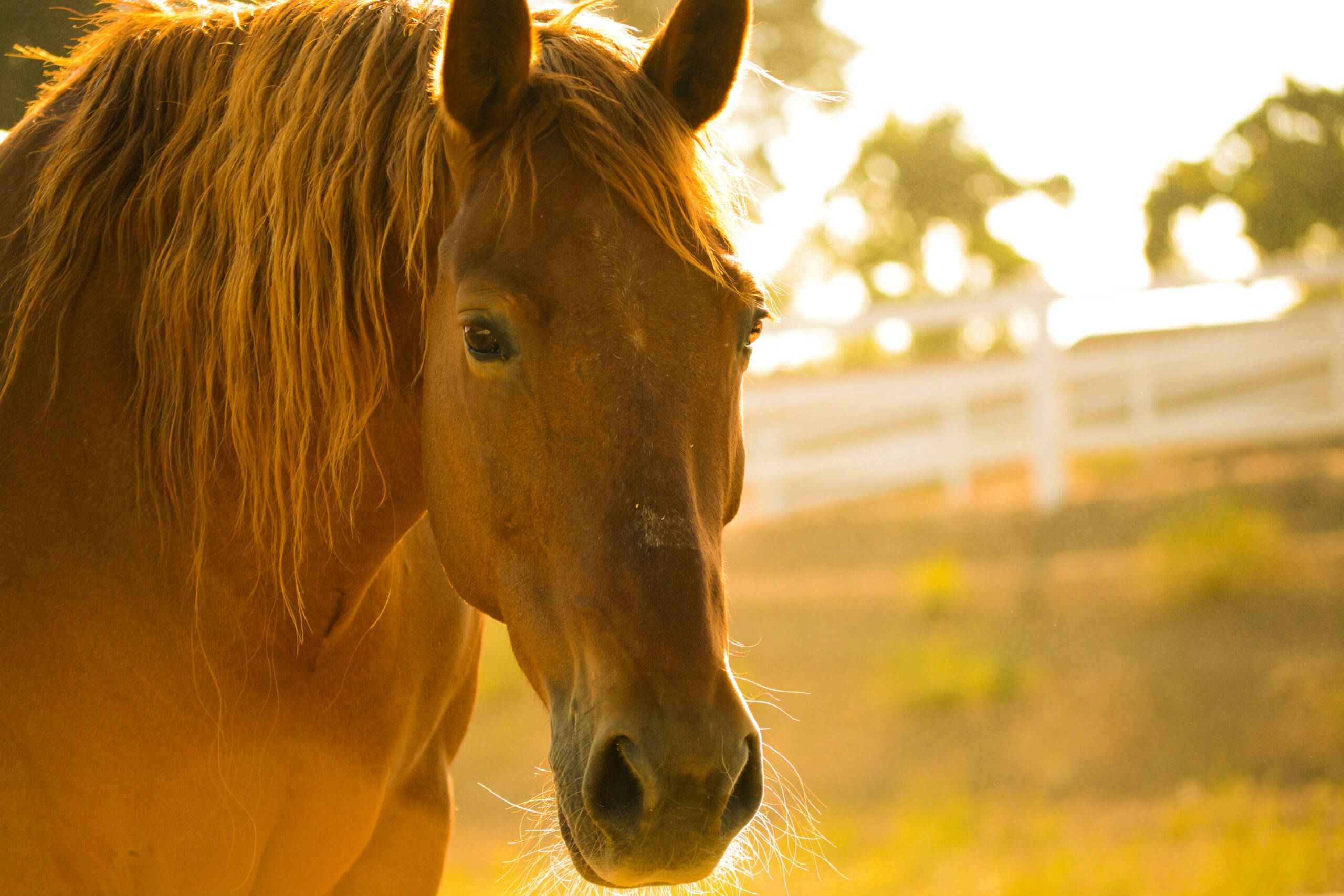 Horse in the day time.