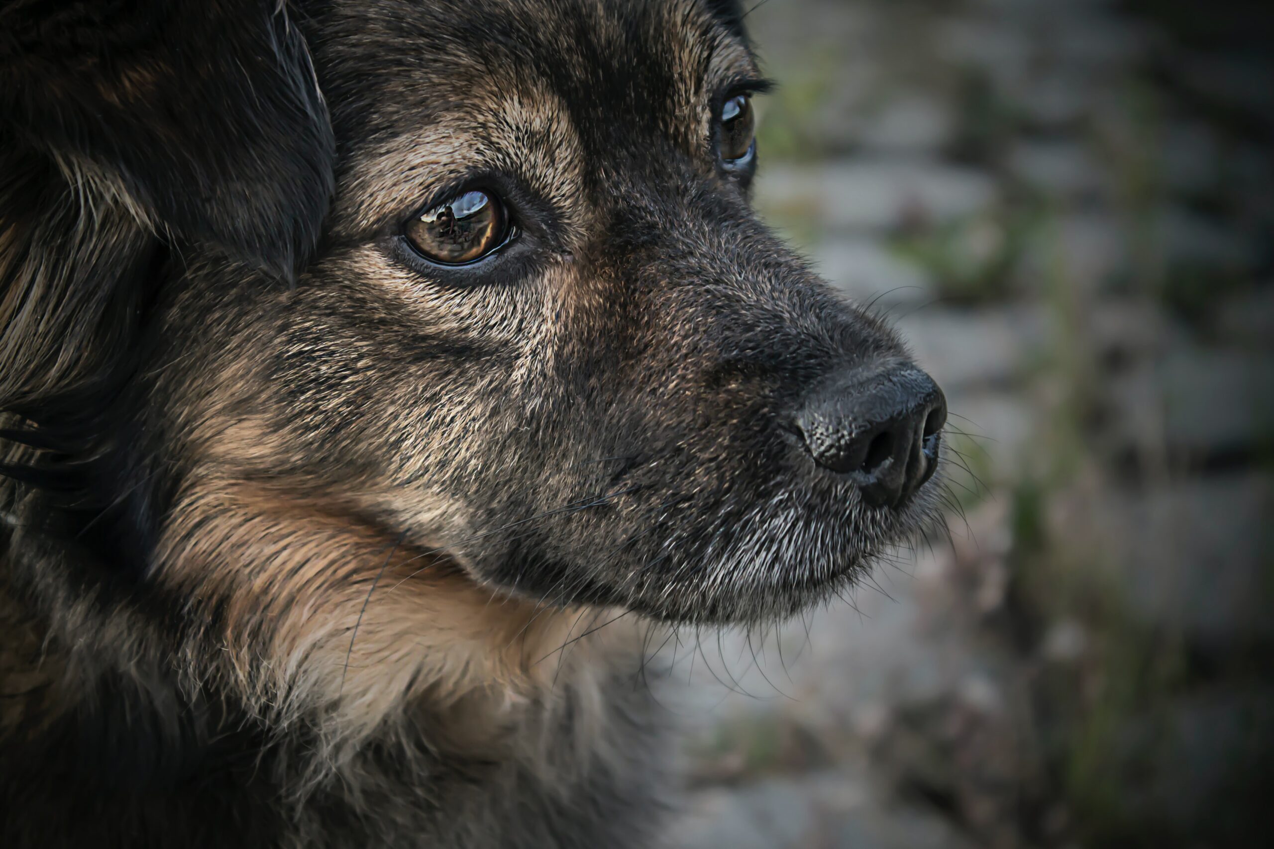 Close-up photo of a dog's face