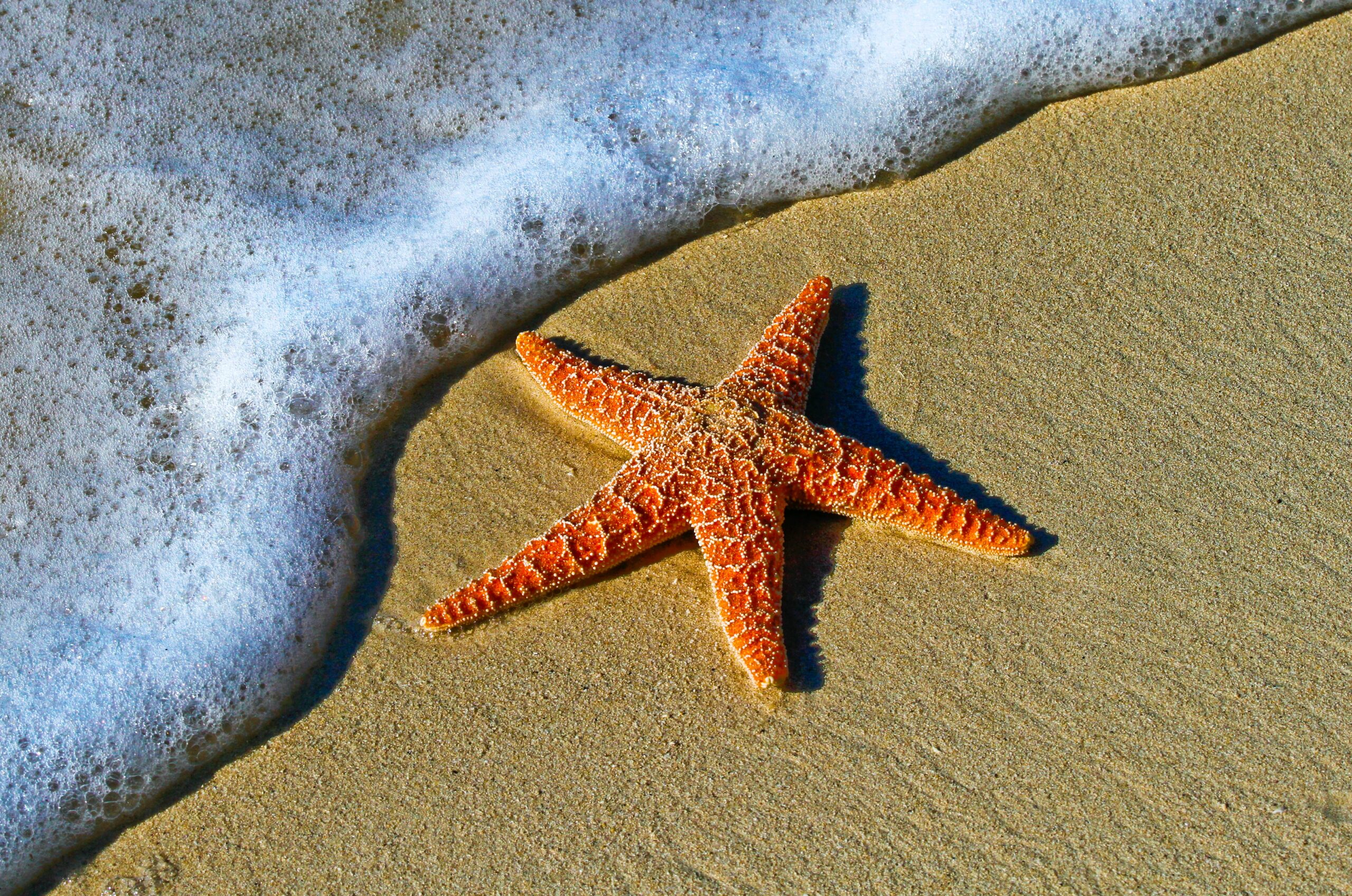 A starfish in the sand next to the water