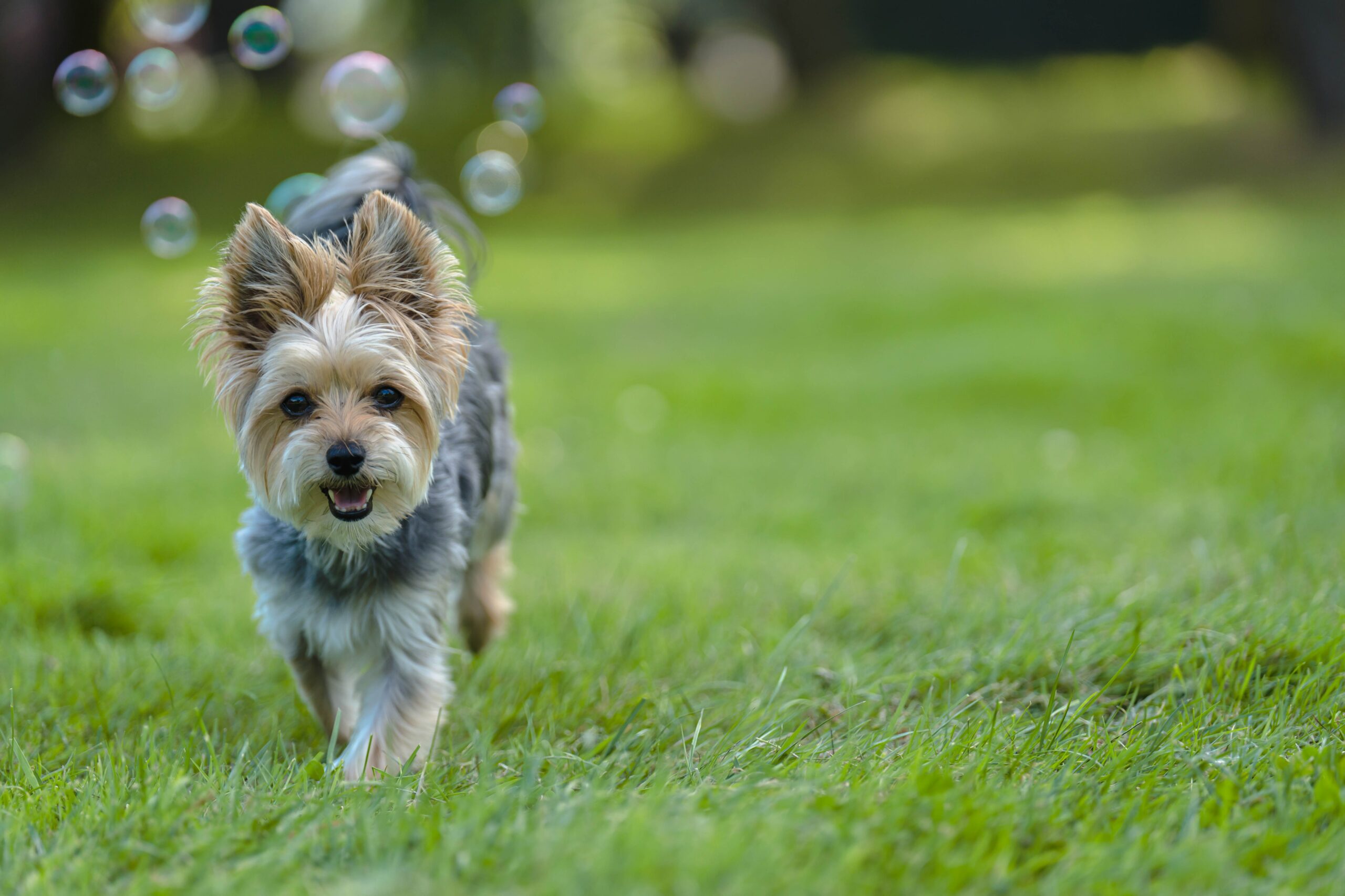 Yorkie walking in the grass towards bubbles.
