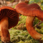 Photo of webcaps mushrooms.