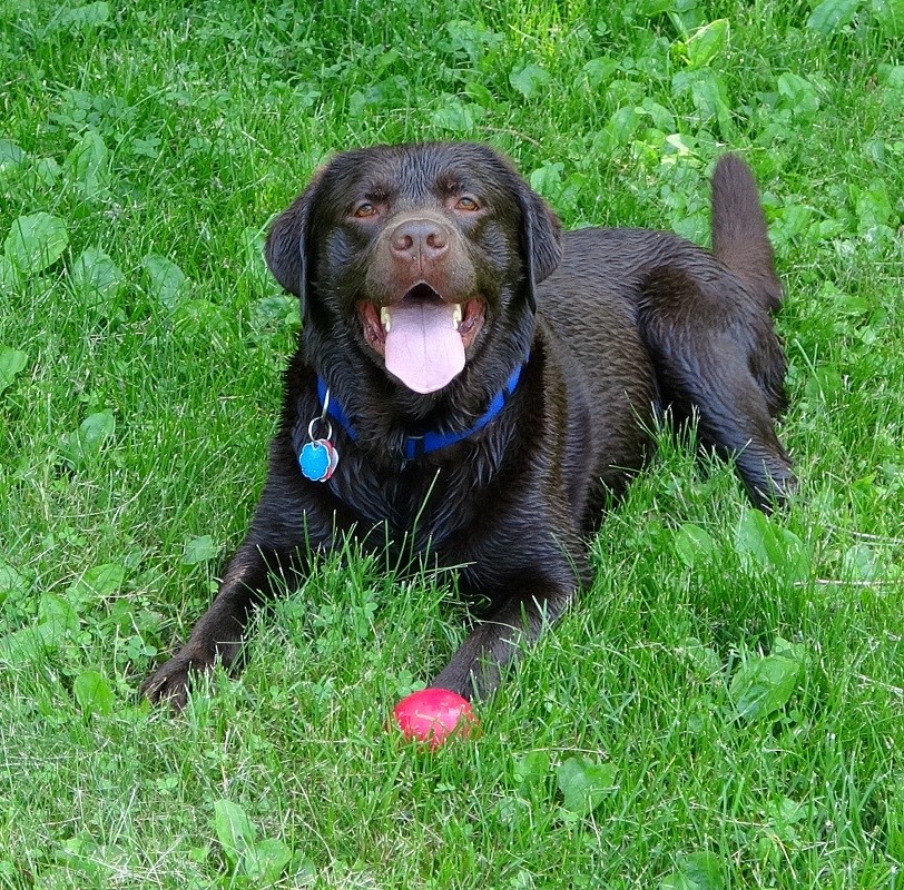 Happy, relaxed dog in the grass with a ball