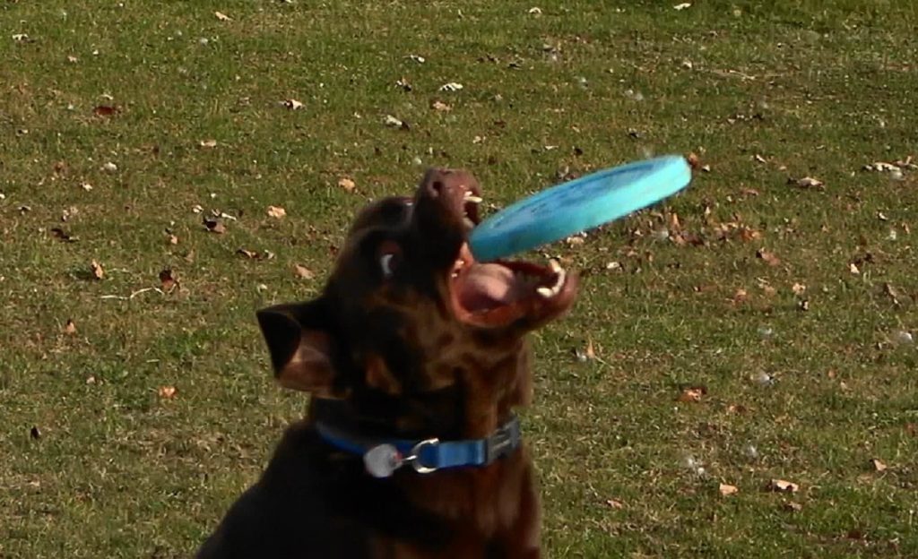 Dog catching a Frisbee