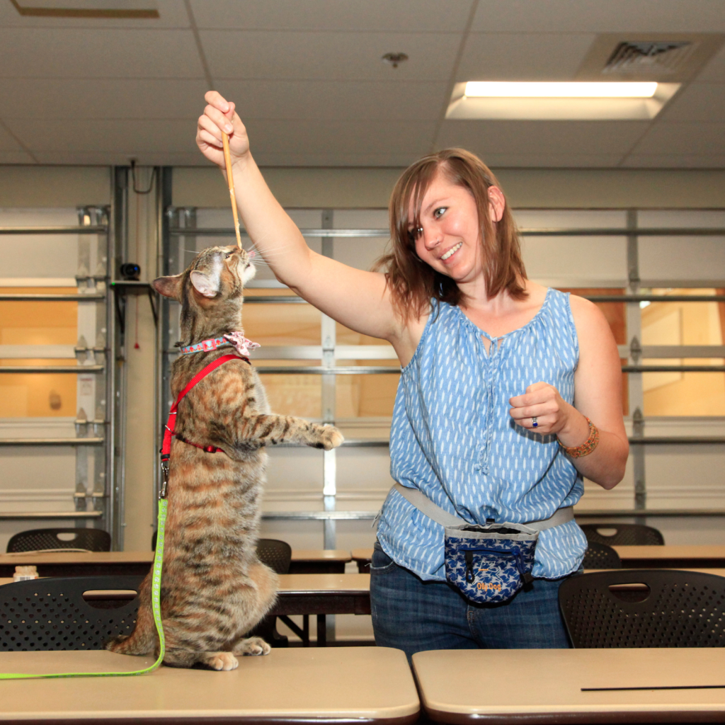 Dr. Kristyn Vitale interacting with a cat