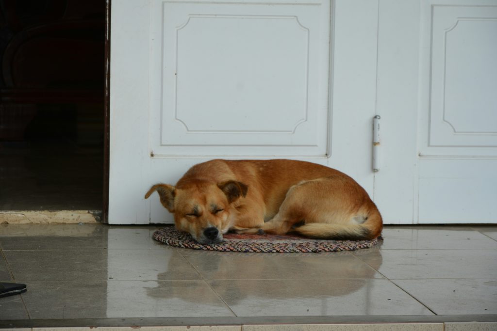 Dog resting on a mat near a door