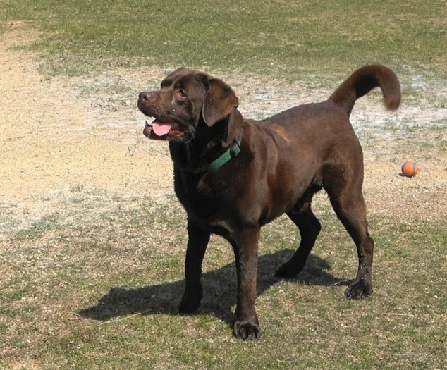 brown dog standing outside looking engaged