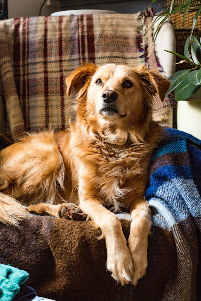 Fluffy dog on comfy chair