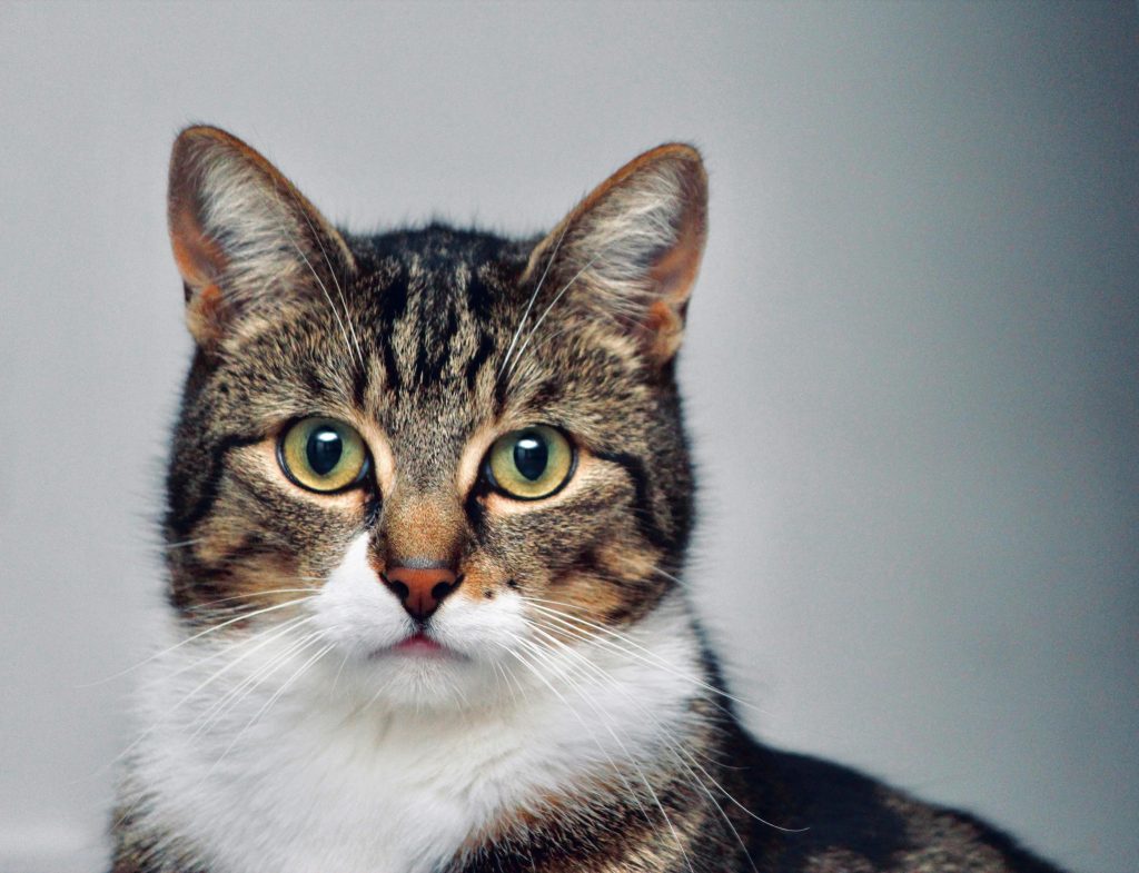 Tabby cat