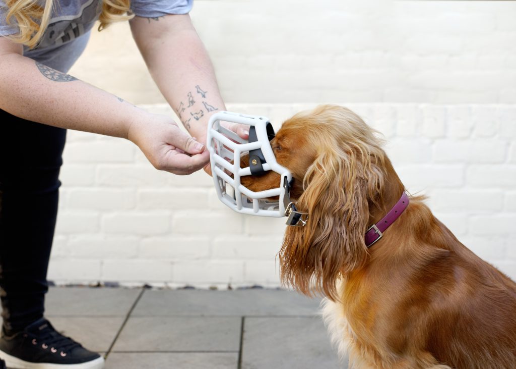 A muzzle being gently placed on a dog.