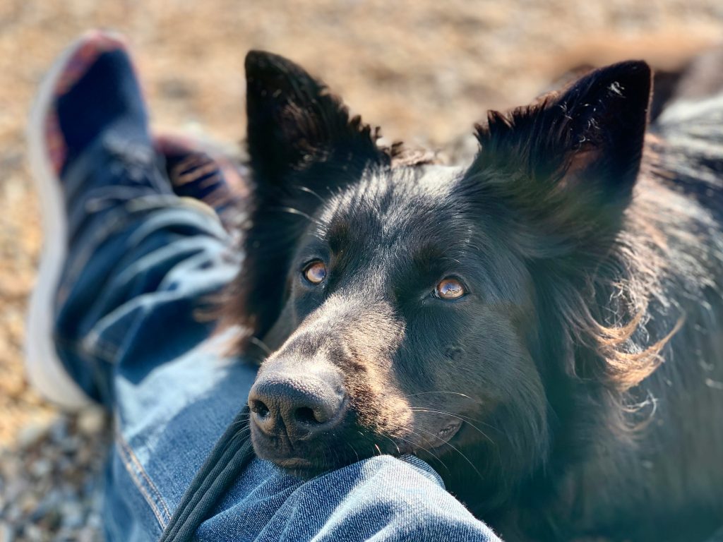 dog resting his chin on a person's knee