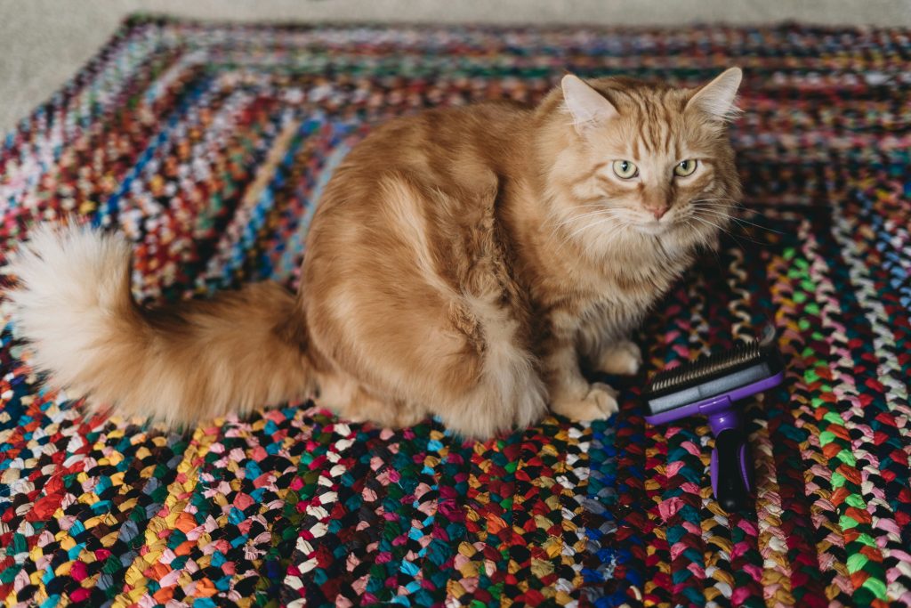 Fluffy orange cat sitting next to a brush