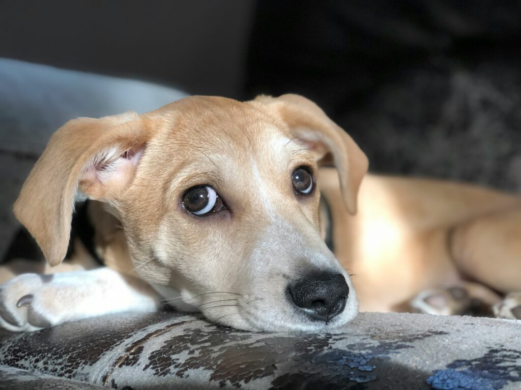 Yellow dog looking to the side