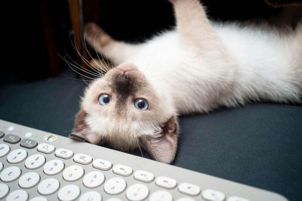 kitten near a keyboard
