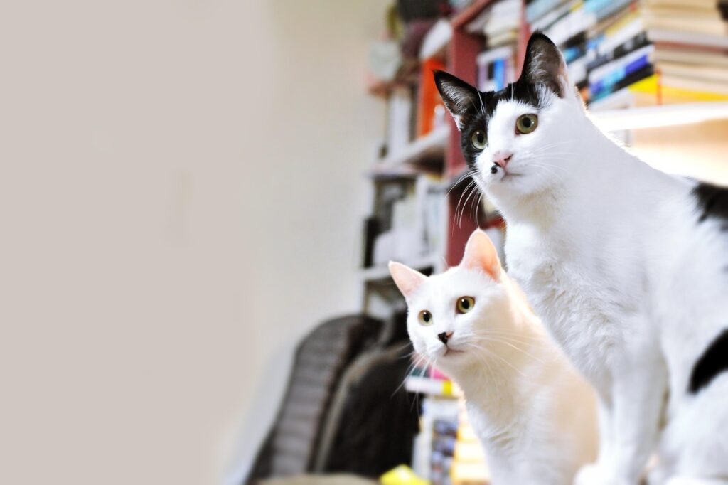 Two white and black cats