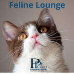 December 2026 - Your  Feline Lounge. All About Cats!