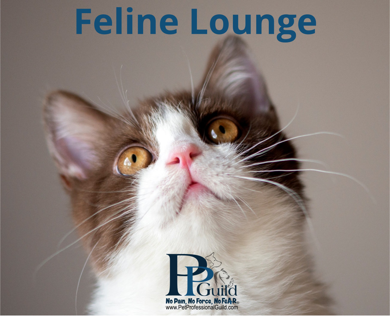 December 2026 - Your  Feline Lounge. All About Cats!